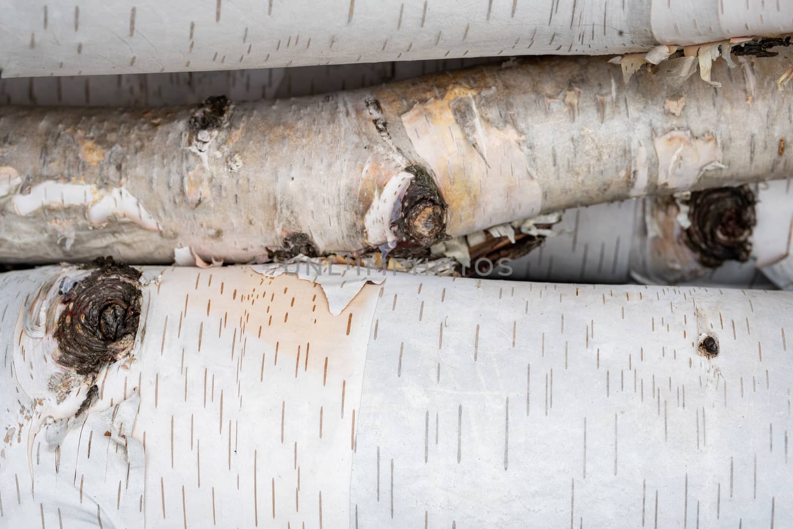 Logs from a birch tree and its branches, still covered in their white bark, are seen in a full-framed image showing their detail.