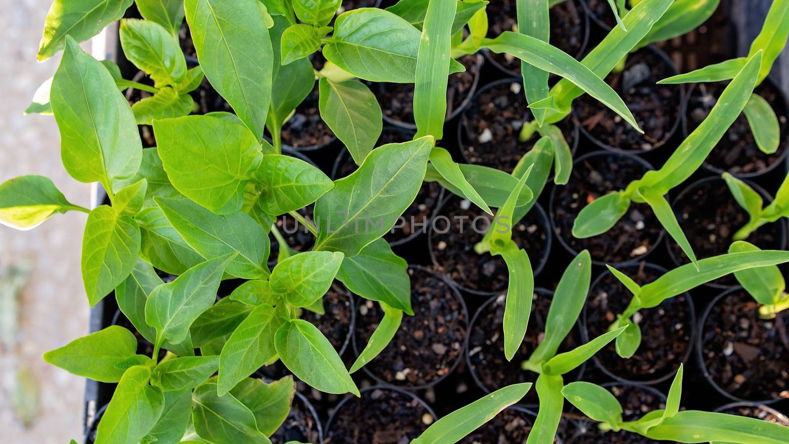 Herb Seedling Plants For Sale At Market by 	JacksonStock