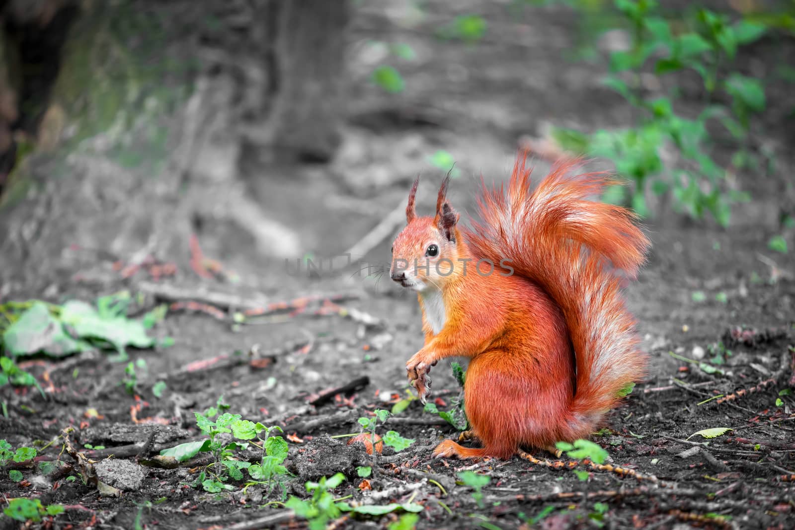 Red squirell close up view. Sciurus vulgaris by clusterx