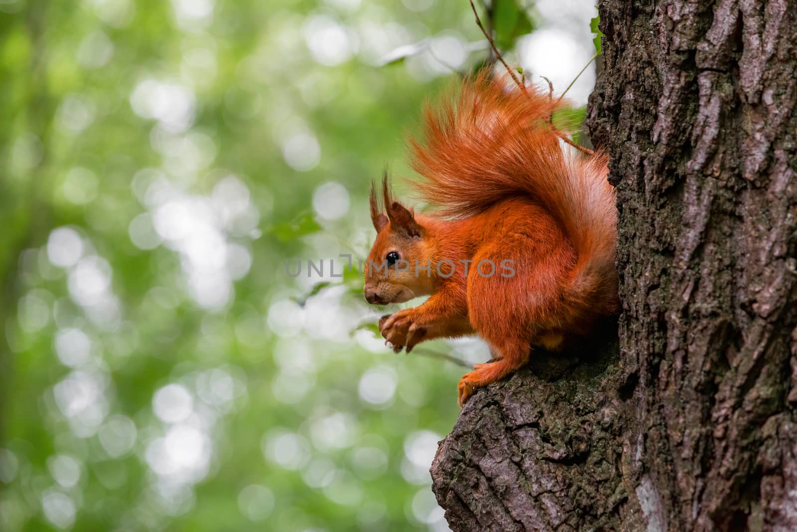 Cute red wild squirrel eating a walnut in the park. Close-up view