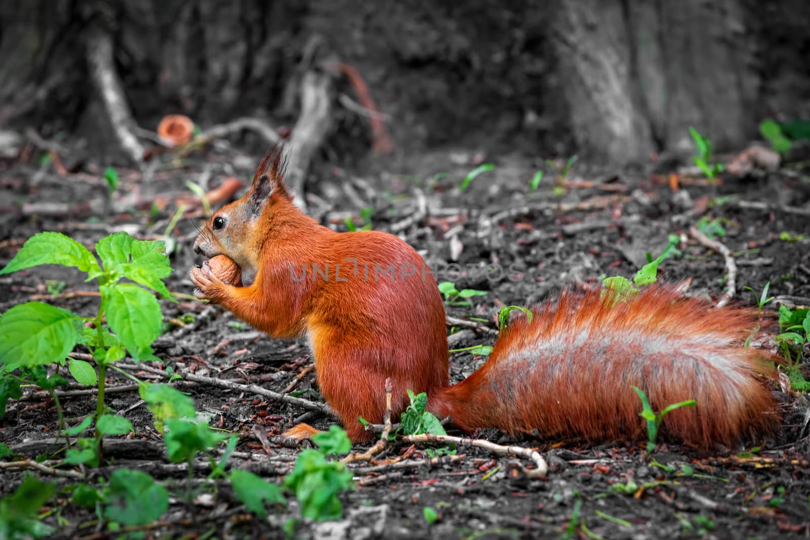 Cute red wild squirrel eating a walnut in the park. Close-up view