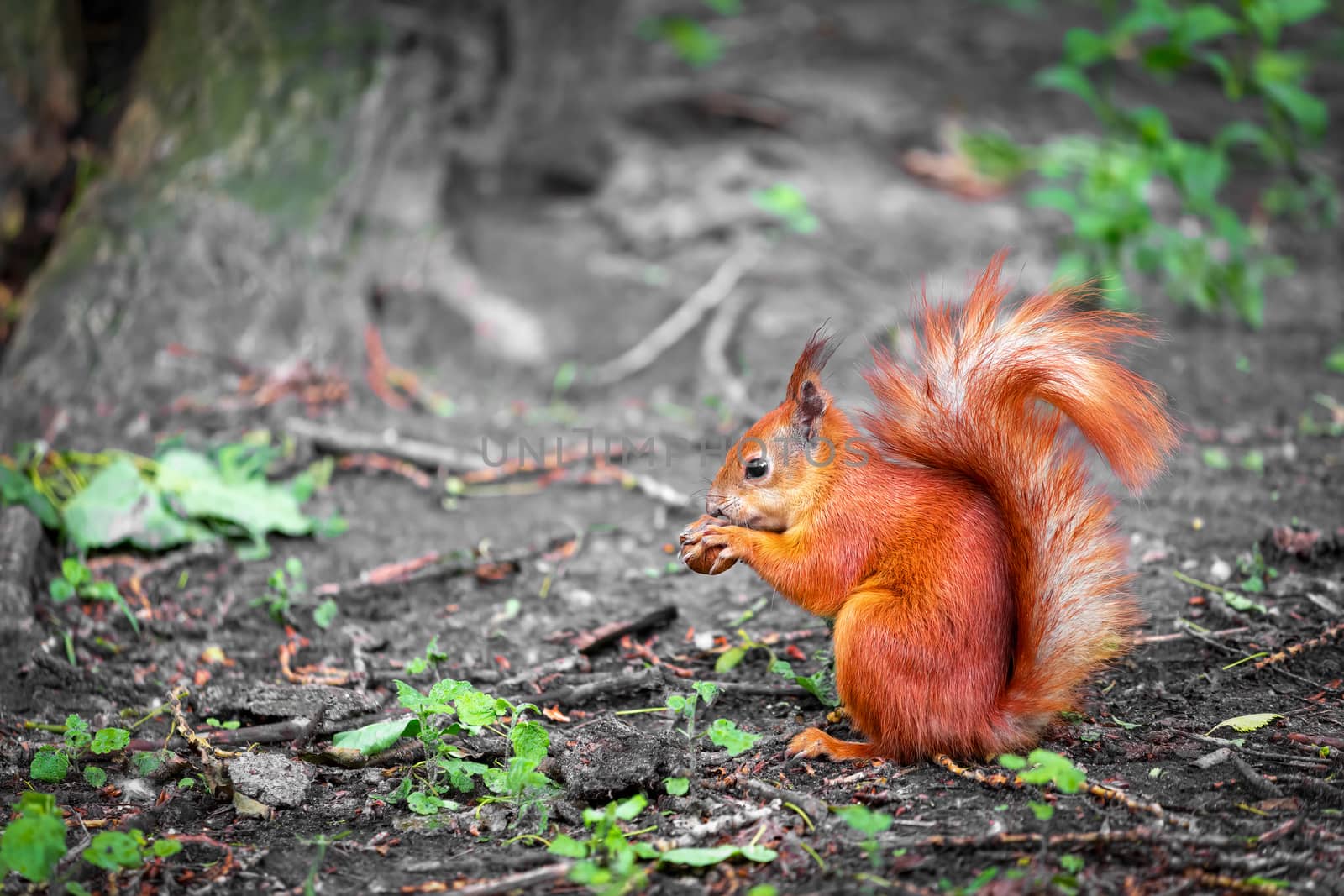 Red squirell close up view. Sciurus vulgaris by clusterx