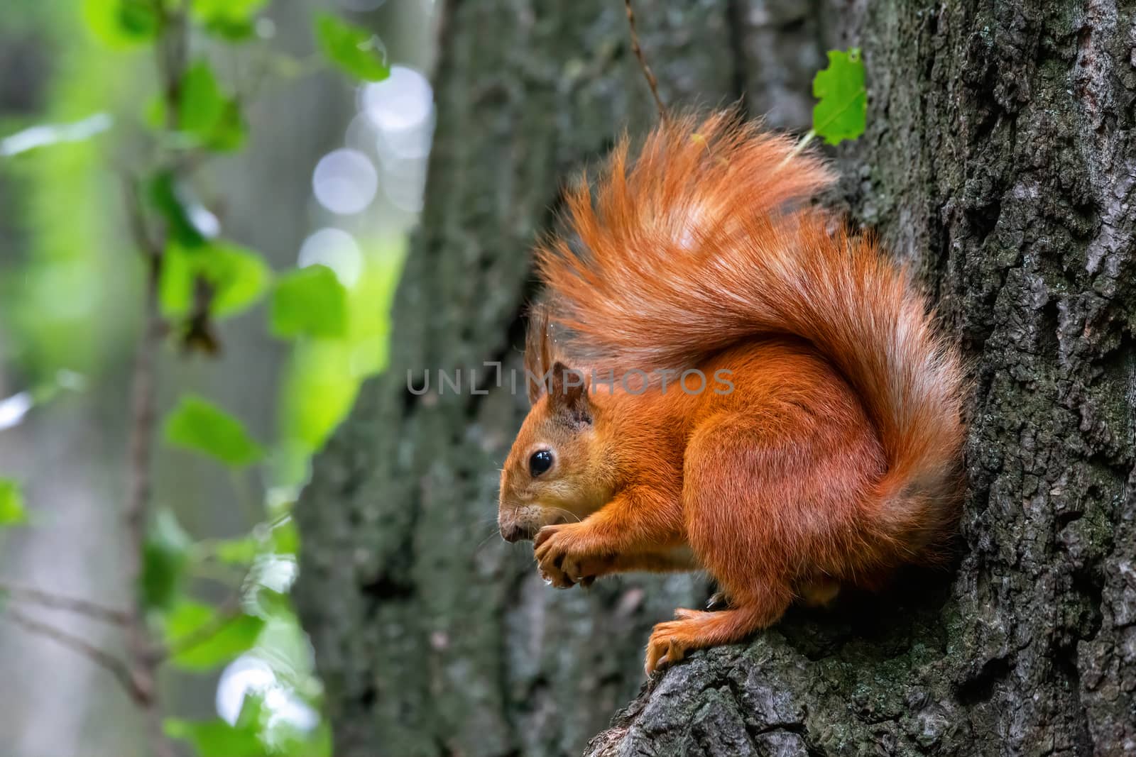 Cute red wild squirrel eating a walnut in the park. Close-up view