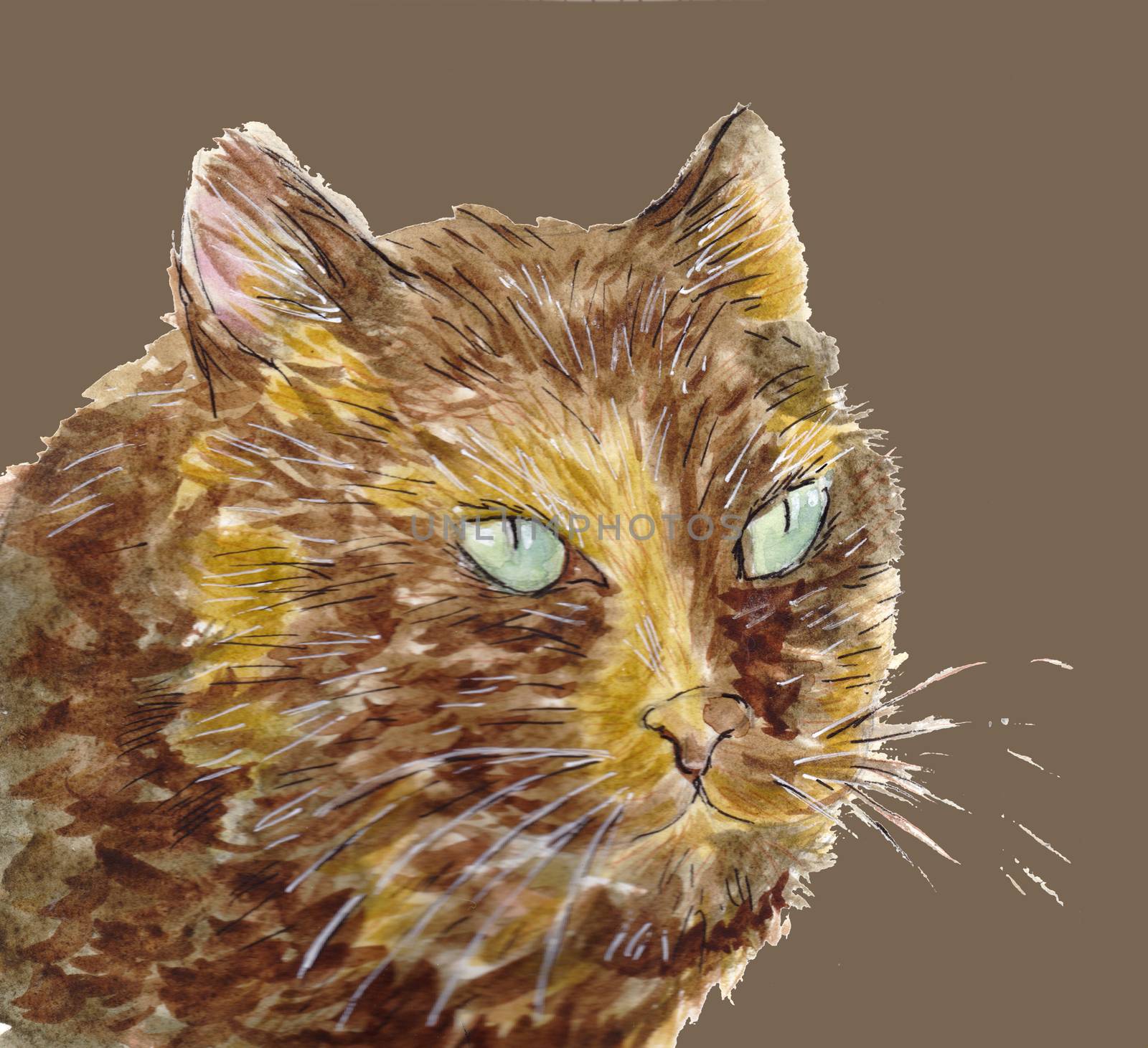 Portrait of tortie cat with green eyes. Pet head. Hand drawn watercolour illustration.