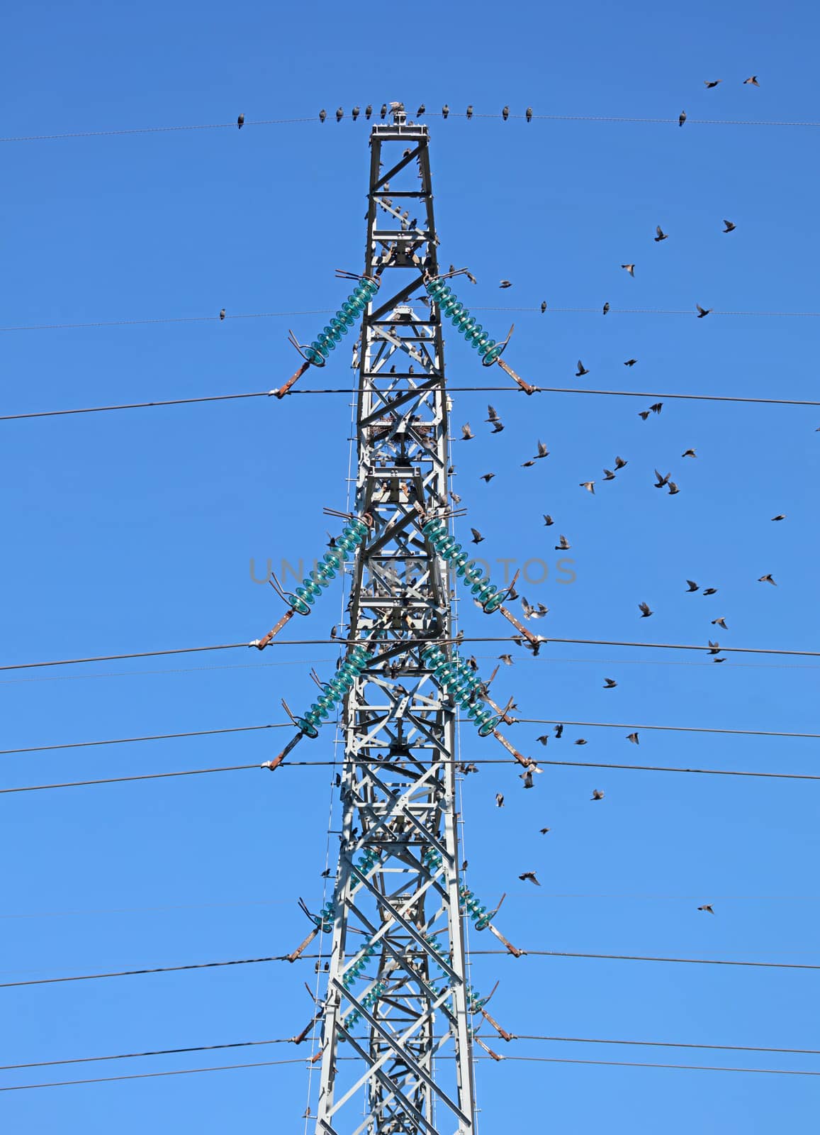 Energetic pylon with a lot of starlings, the Netherlands