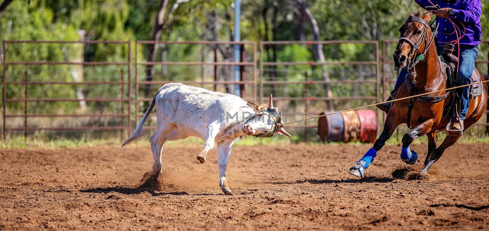 Calf Roping At Australian Country Rodeo by 	JacksonStock