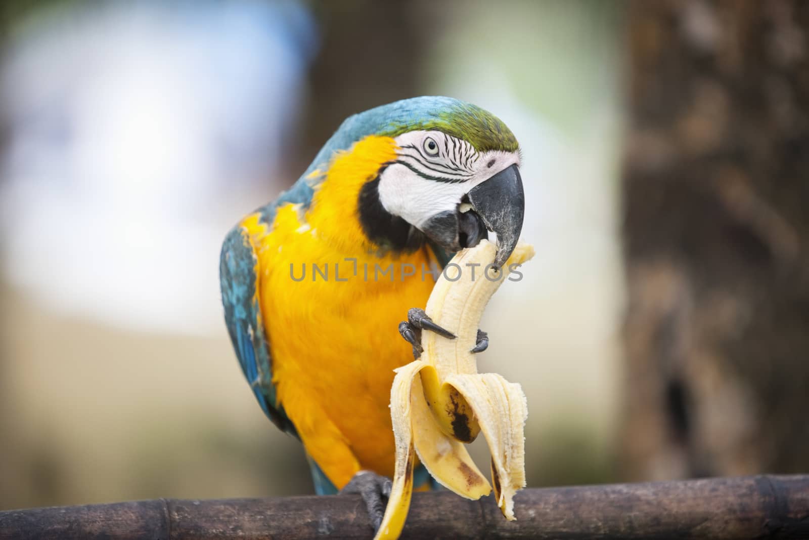 Blue and yellow macaw eating banana,boracay,philippines by Jaanaaa