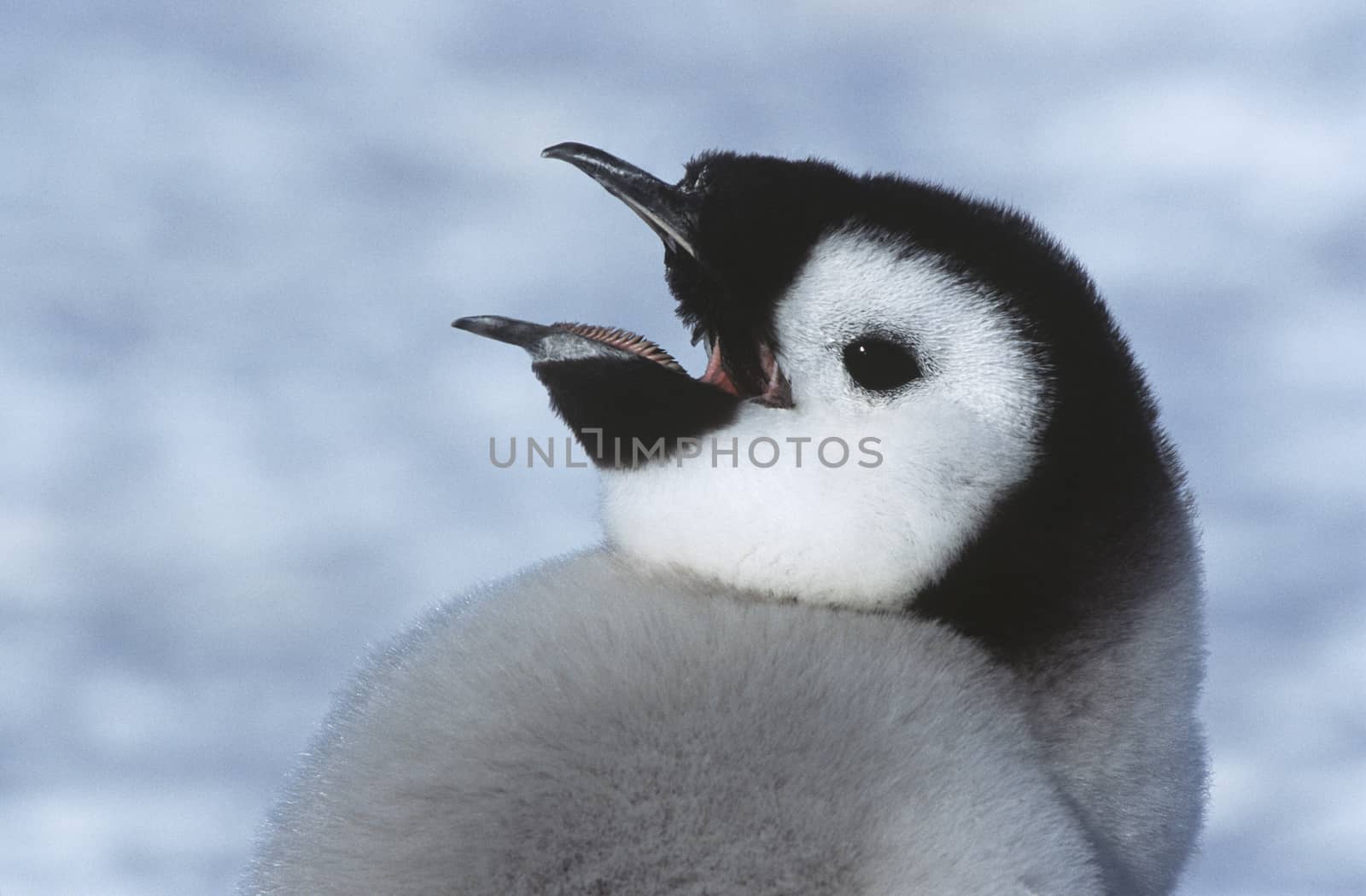Close-up of Juvenile Emperor Penguin with open beak by Jaanaaa