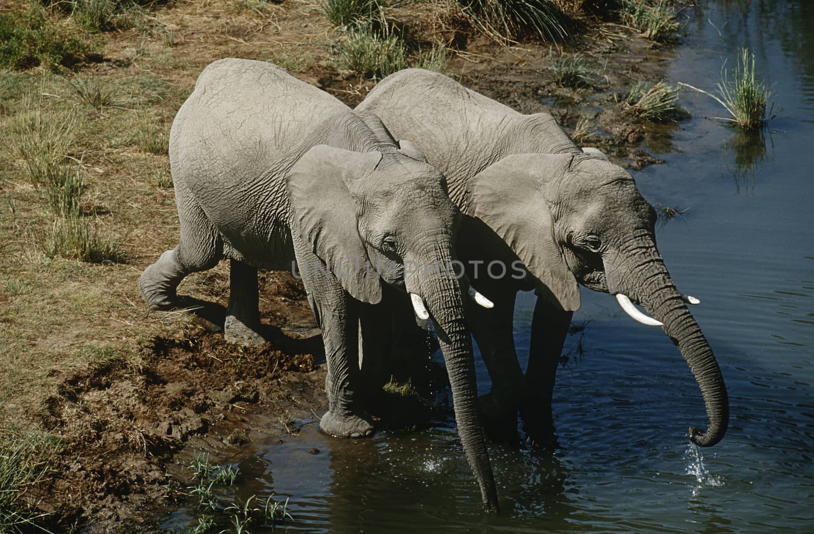 Namibia, two African Bush Elephants drinking water from river by Jaanaaa