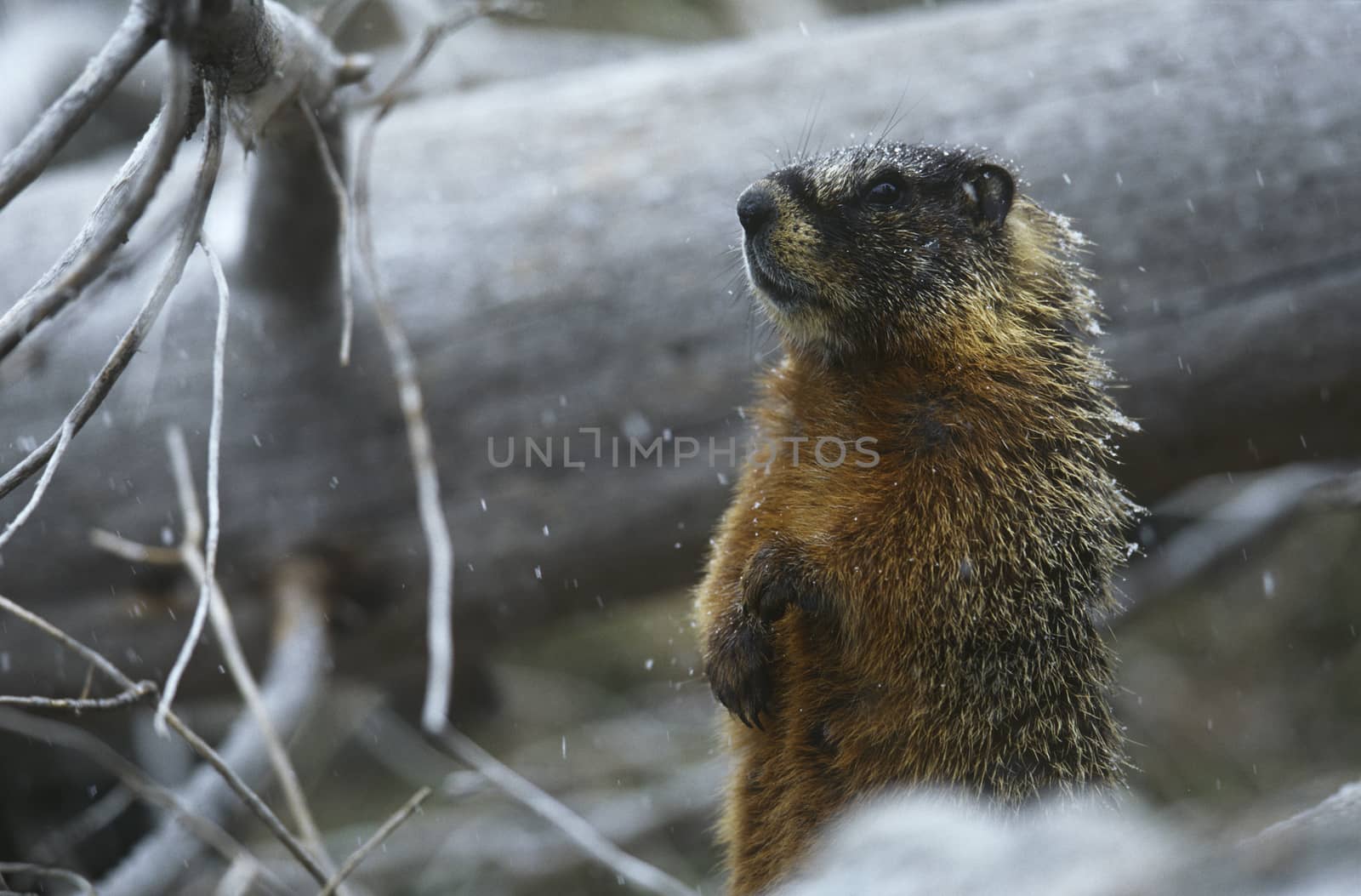 Yellow-bellied Marmot standing on hind legs by fallen tree trunk by Jaanaaa