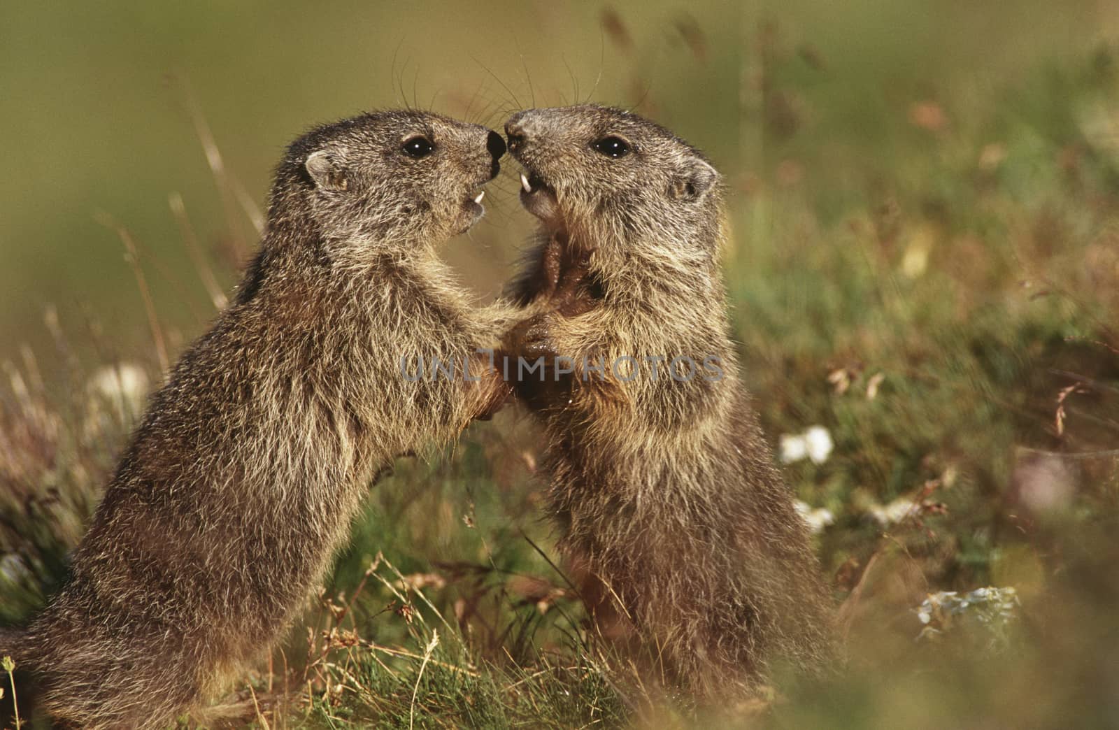 Two Marmots on meadow by Jaanaaa