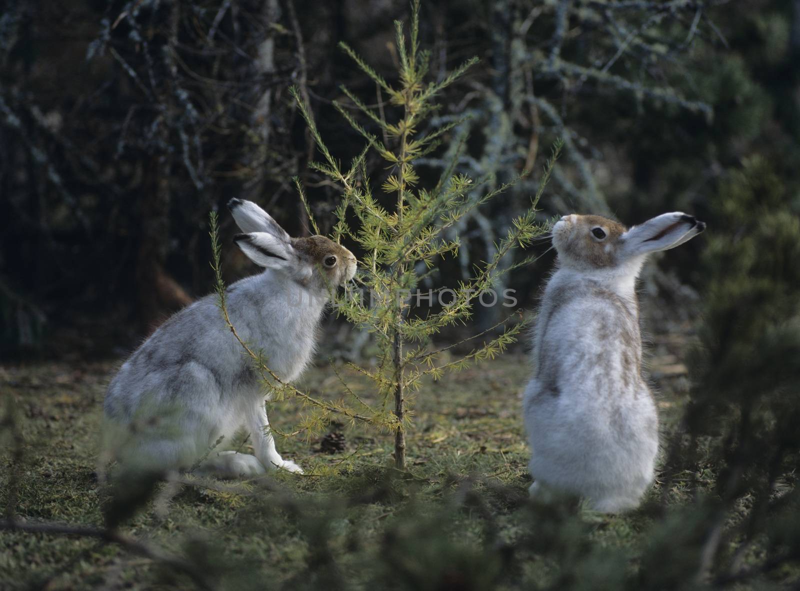 Two Hares Nibbling on Small Tree
