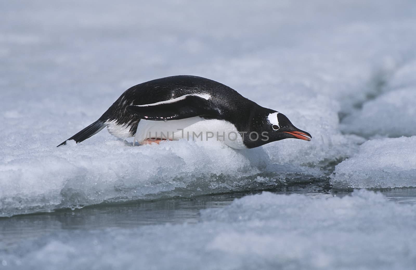 Antarctica, Greenwich Island, sliding Gentoo Penguin (Pygoscelis papua)