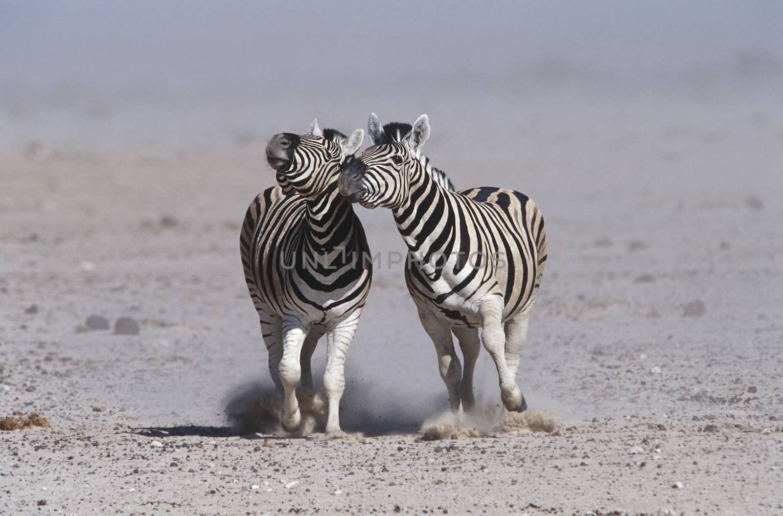 Namibia, Etosha Pan, two Burchell's Zebras running side by side