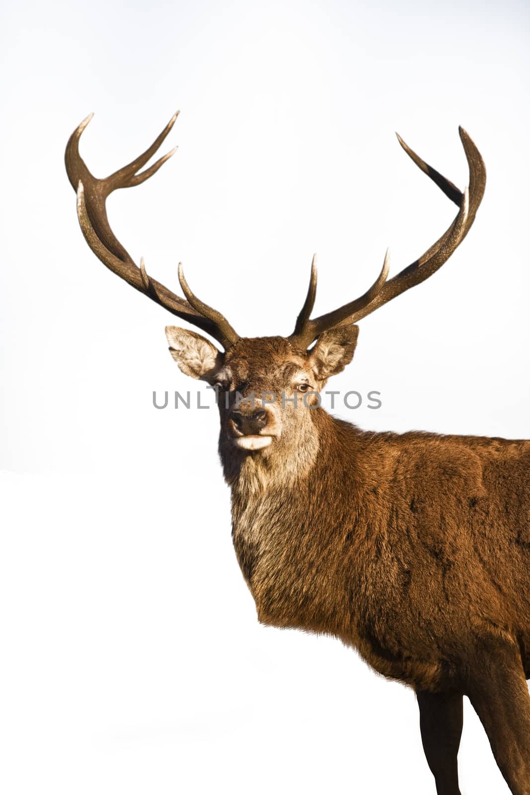 Reindeer standing over white background