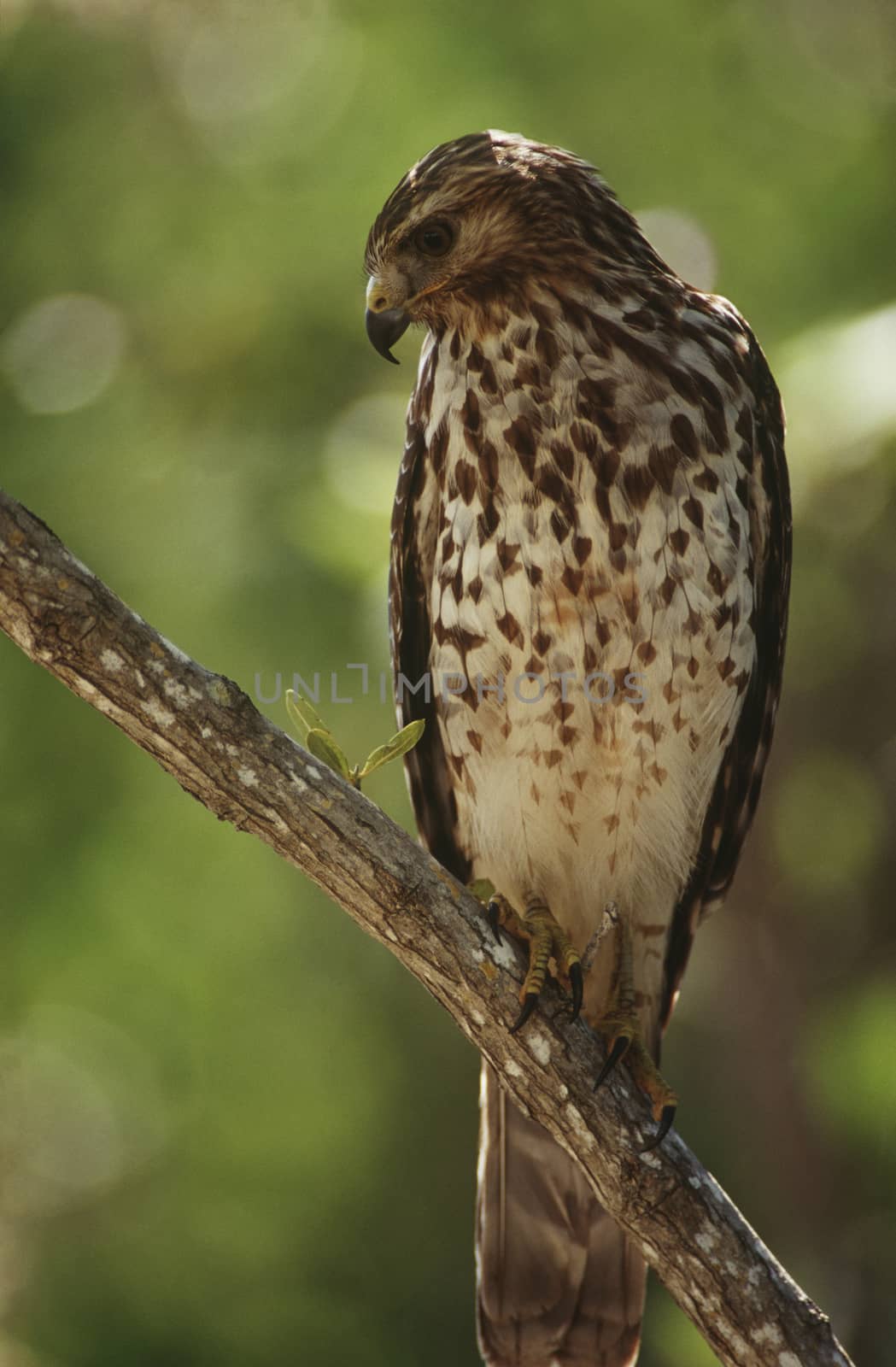 Merlin (Falco columbarius) perching on branch by Jaanaaa
