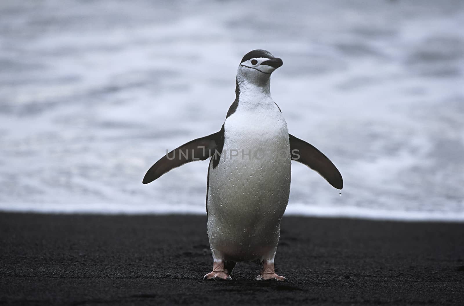 Chinstrap Penguin (Pygoscelis antarcticus) at seashore