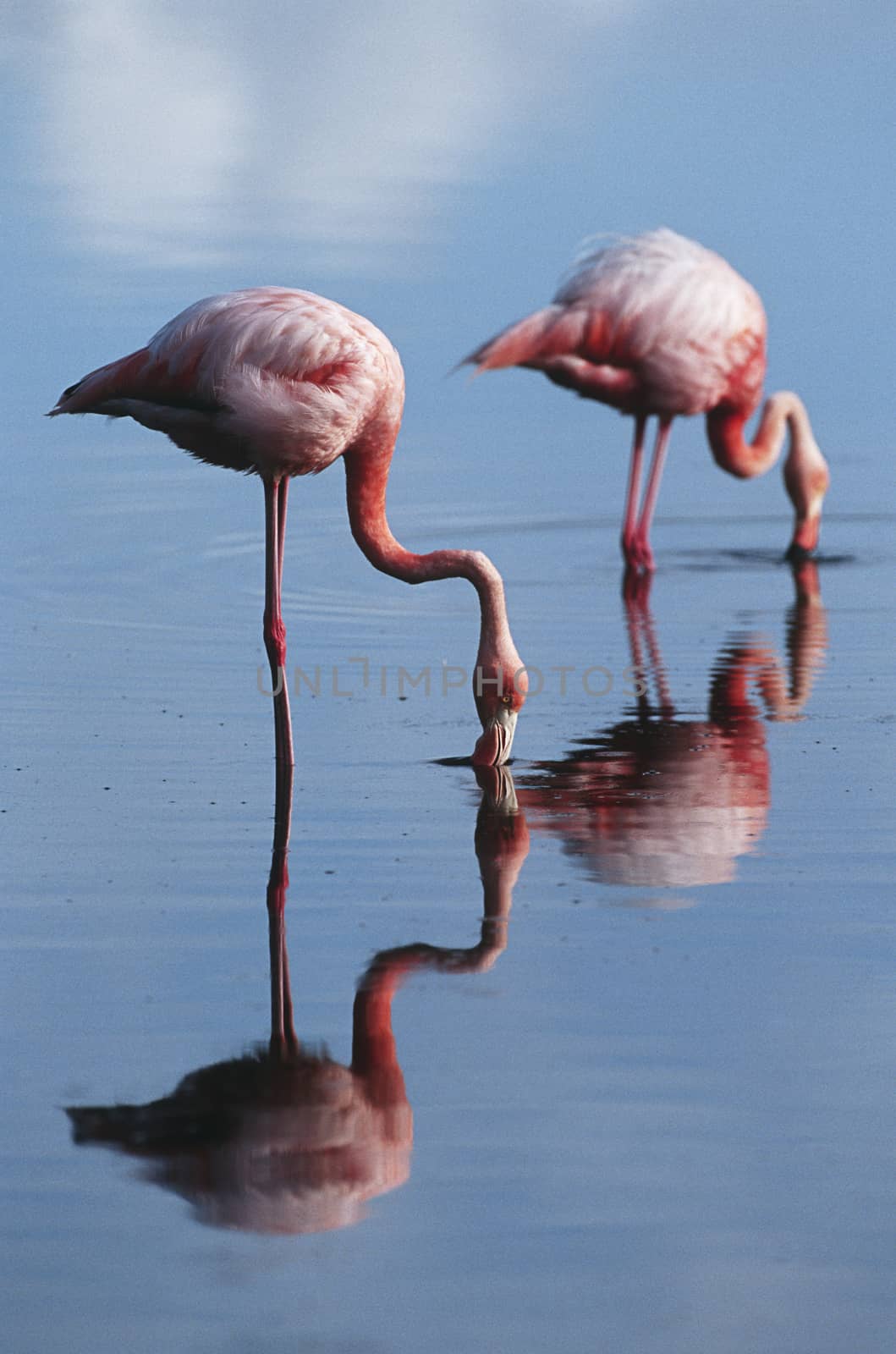 Ecuador, Galapagos Islands, two Greater Flamingoes standing in shallow water, side view