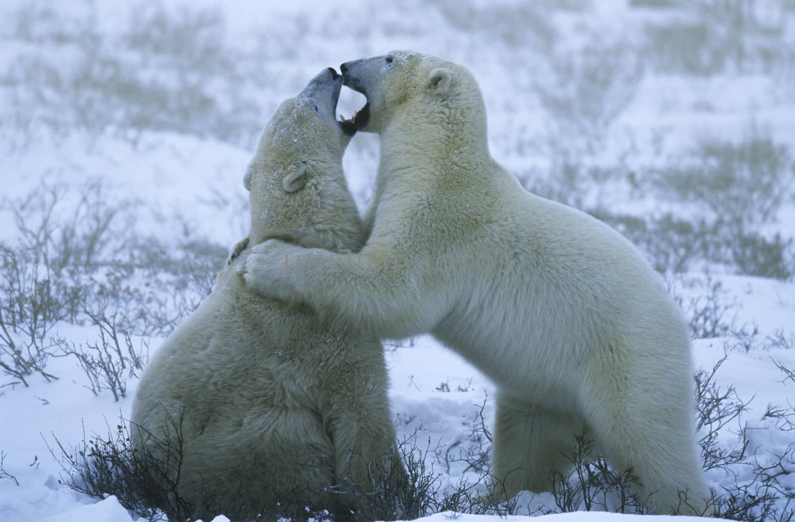 Canada, Churchill, polar bear cubs playing in snow by Jaanaaa