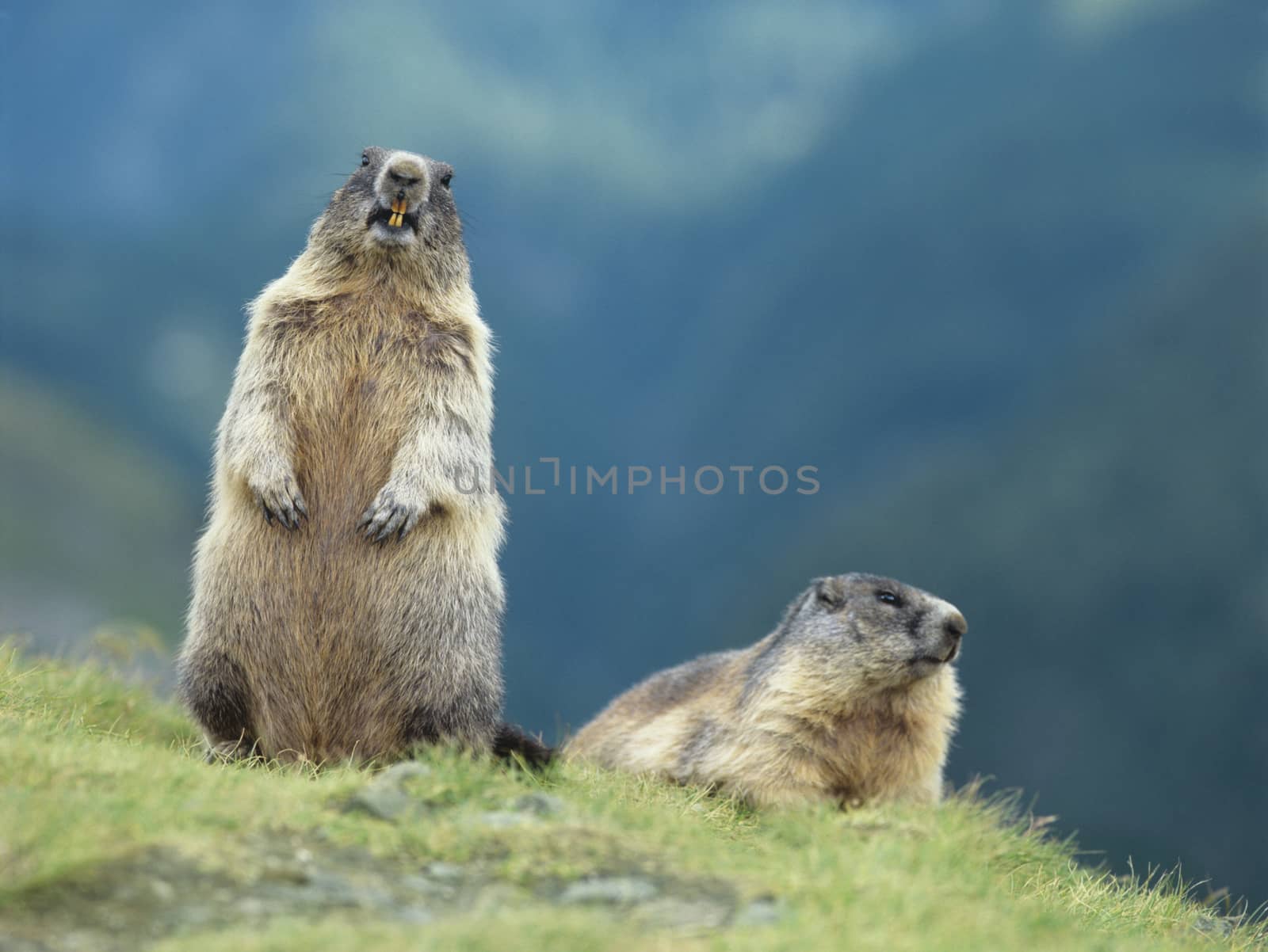 Two Marmots by Jaanaaa