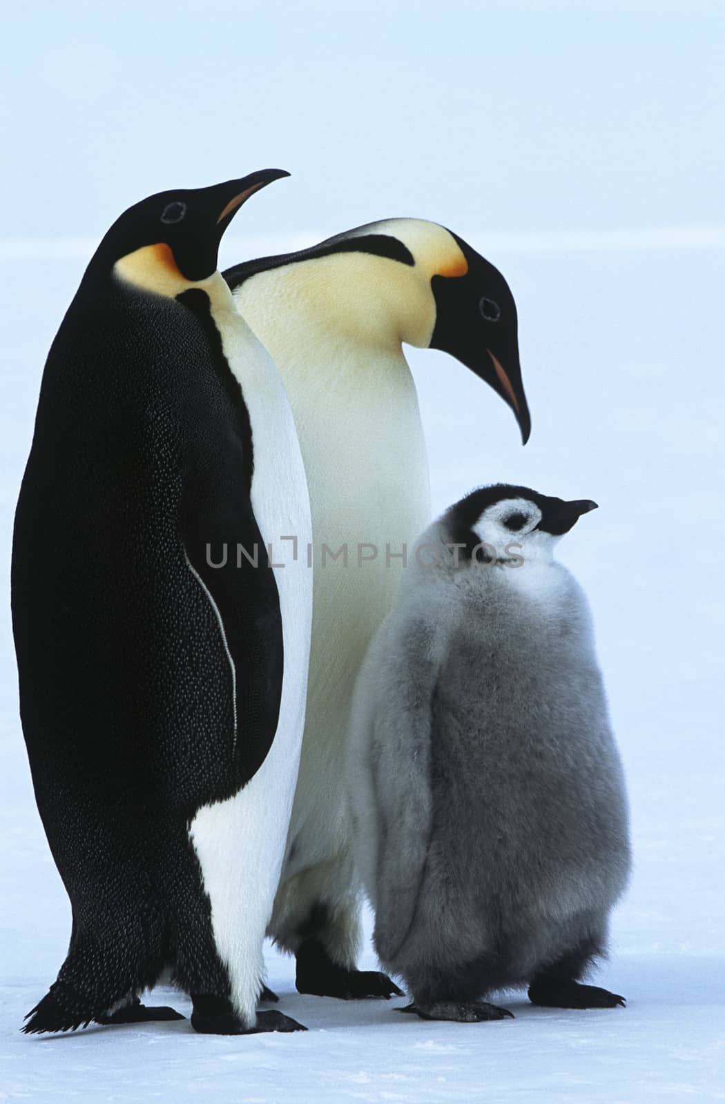 Antarctica, Weddel Sea, Atka Bay, Emperor Penguin Family by Jaanaaa
