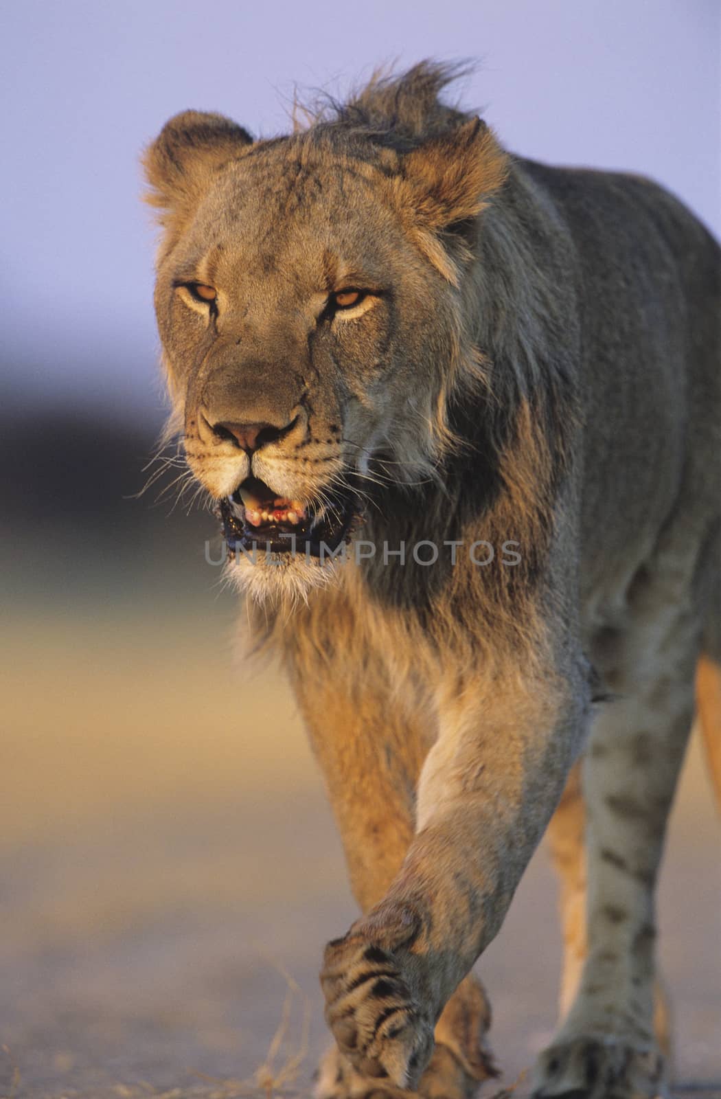 Lion Walking by Jaanaaa