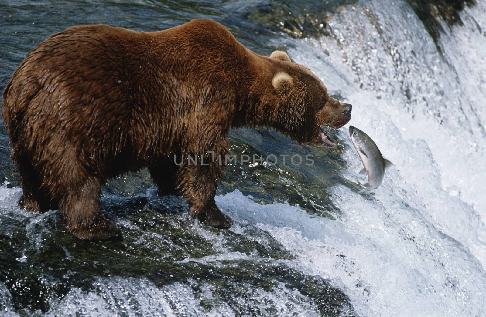 USA, Alaska, Katmai National Park, Brown Bear catching Salmon in river, side view by Jaanaaa