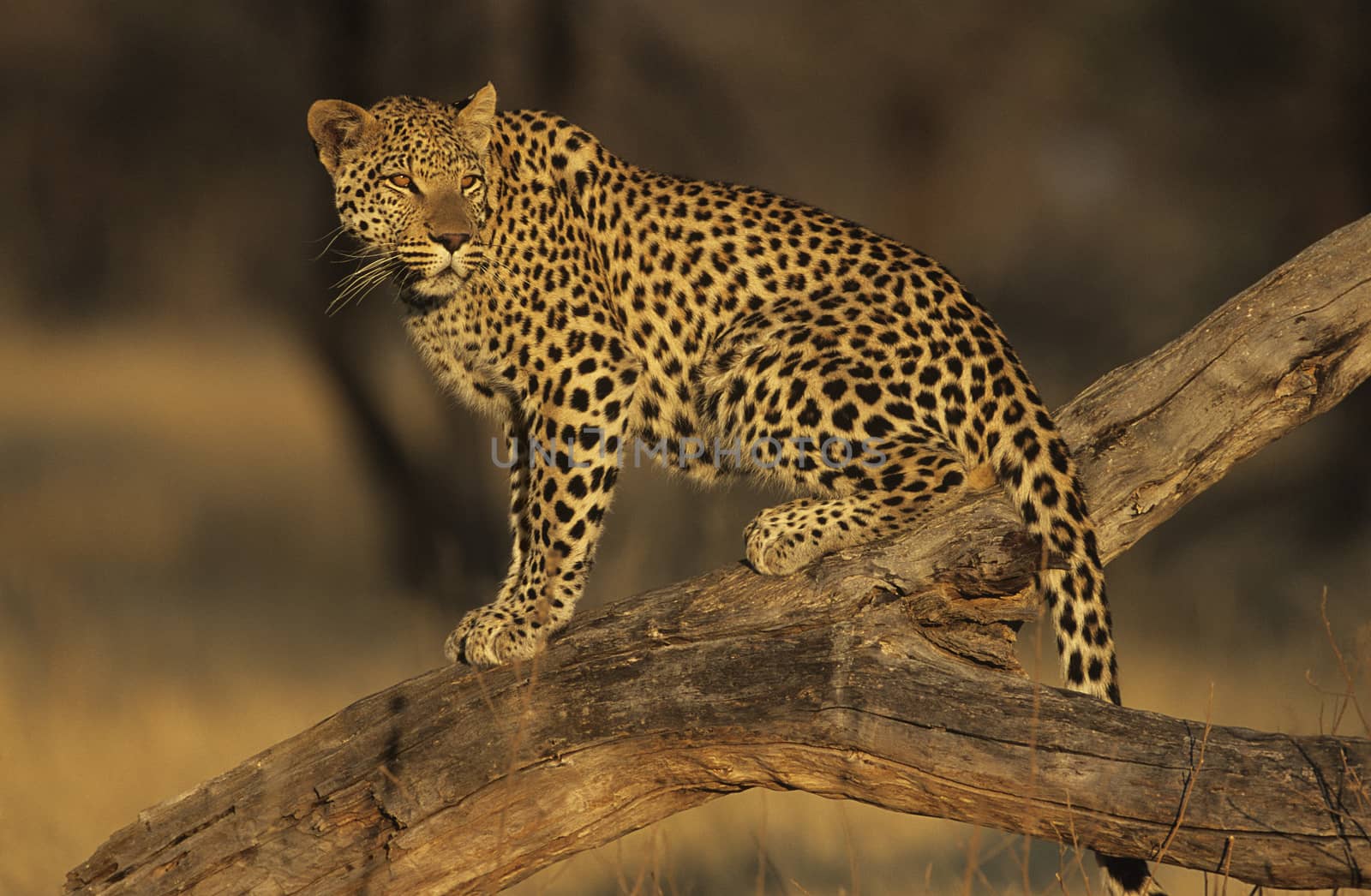 Leopard on Branch by Jaanaaa