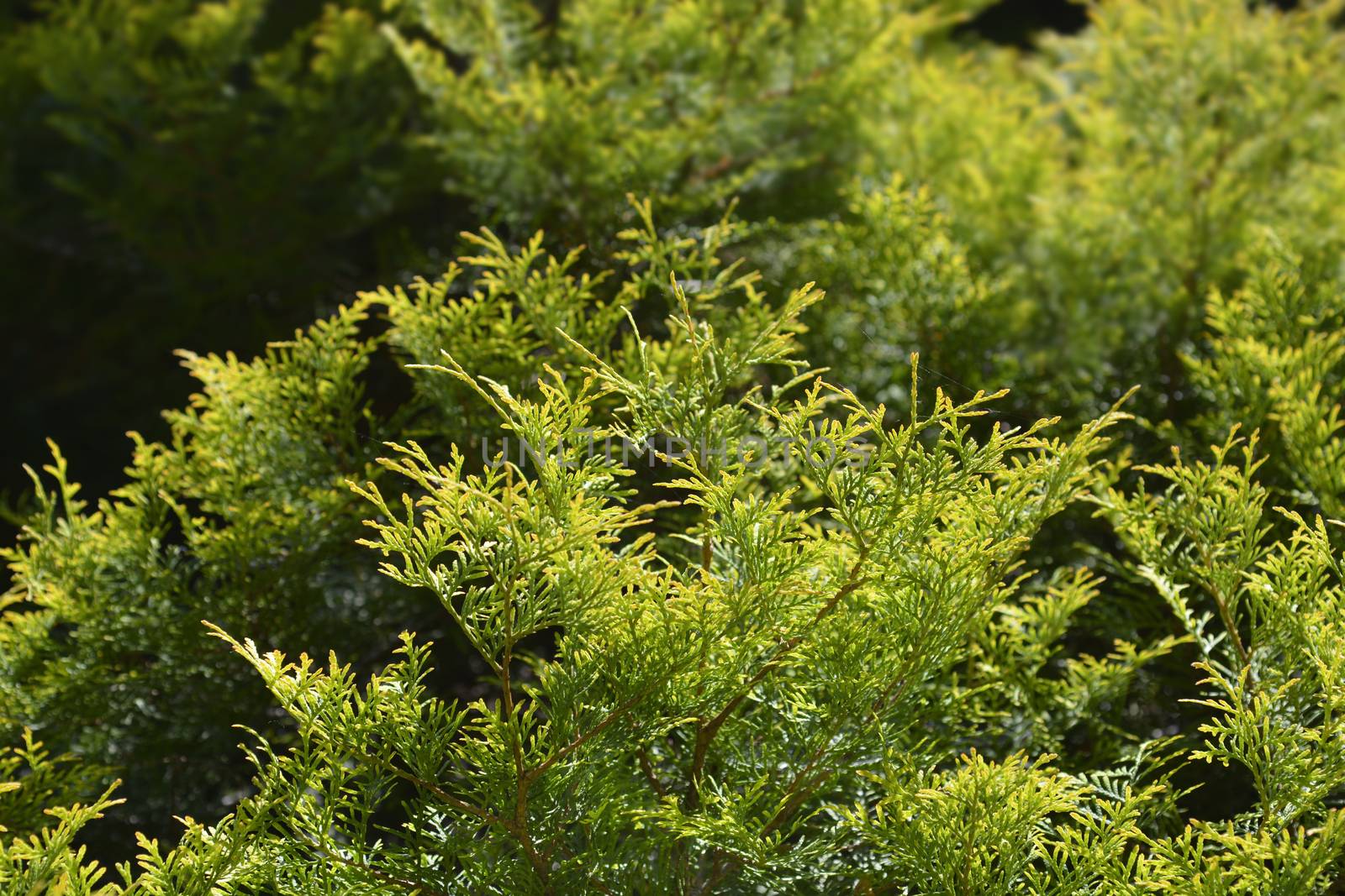 Arborvitae leaves - Latin name - Thuja occidentalis