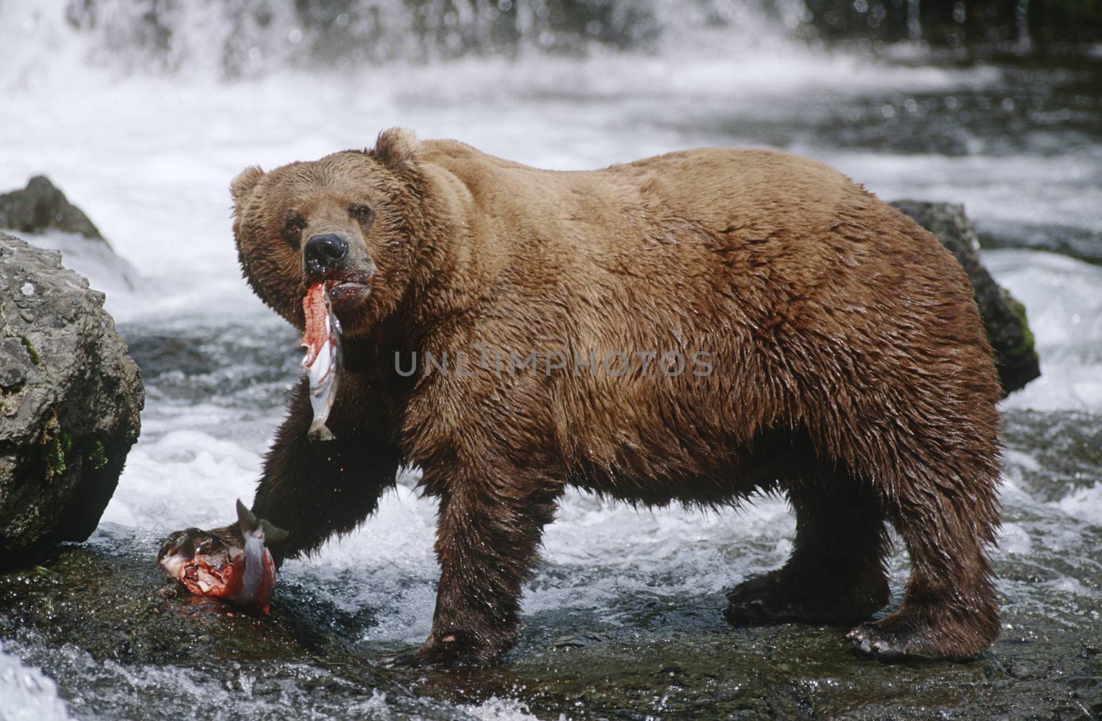 USA, Alaska, Katmai National Park, Brown Bears eating Salmon river, side view