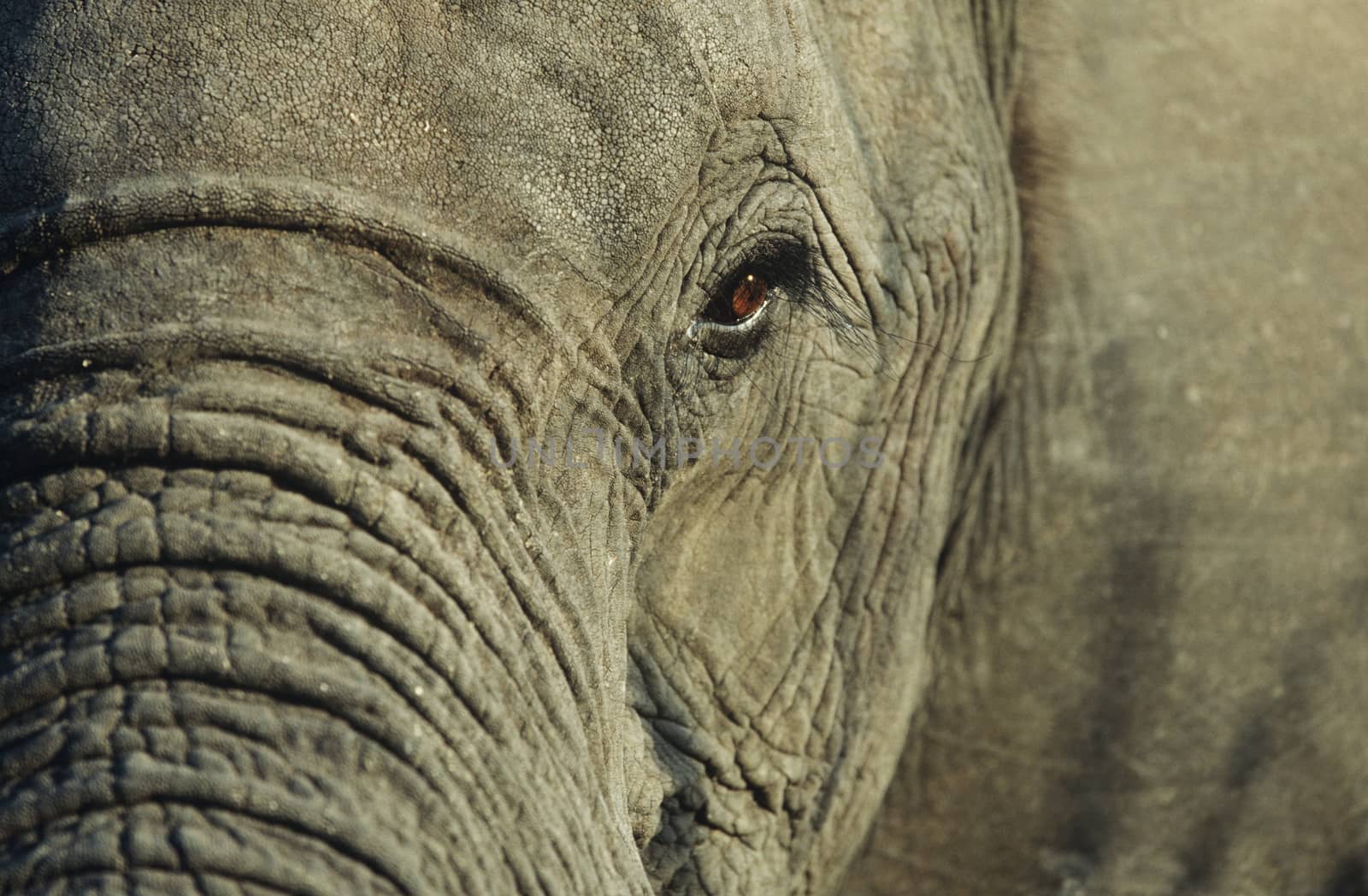 Close-up of African Elephant (Loxodonta africana), selective focus by Jaanaaa