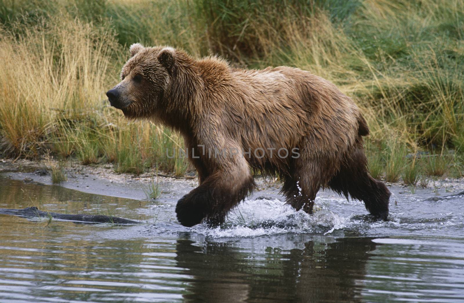 USA, Alaska, Katmai National Park, Brown Bear running across water, side view by Jaanaaa
