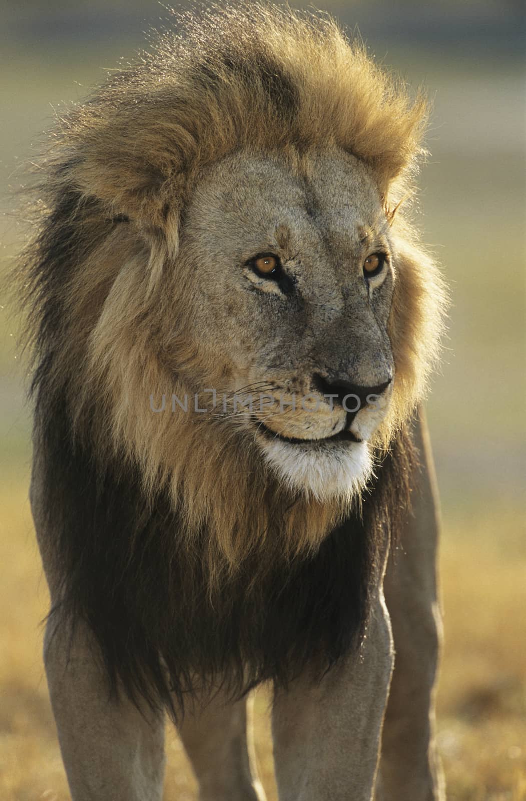Male lion by Jaanaaa