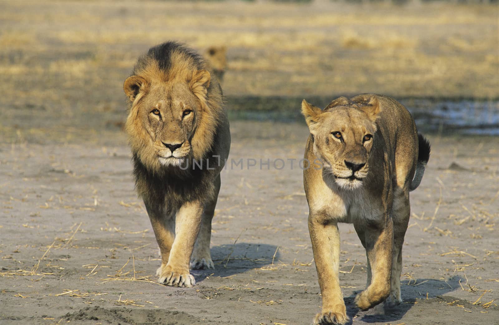 Pair of lions walking by Jaanaaa