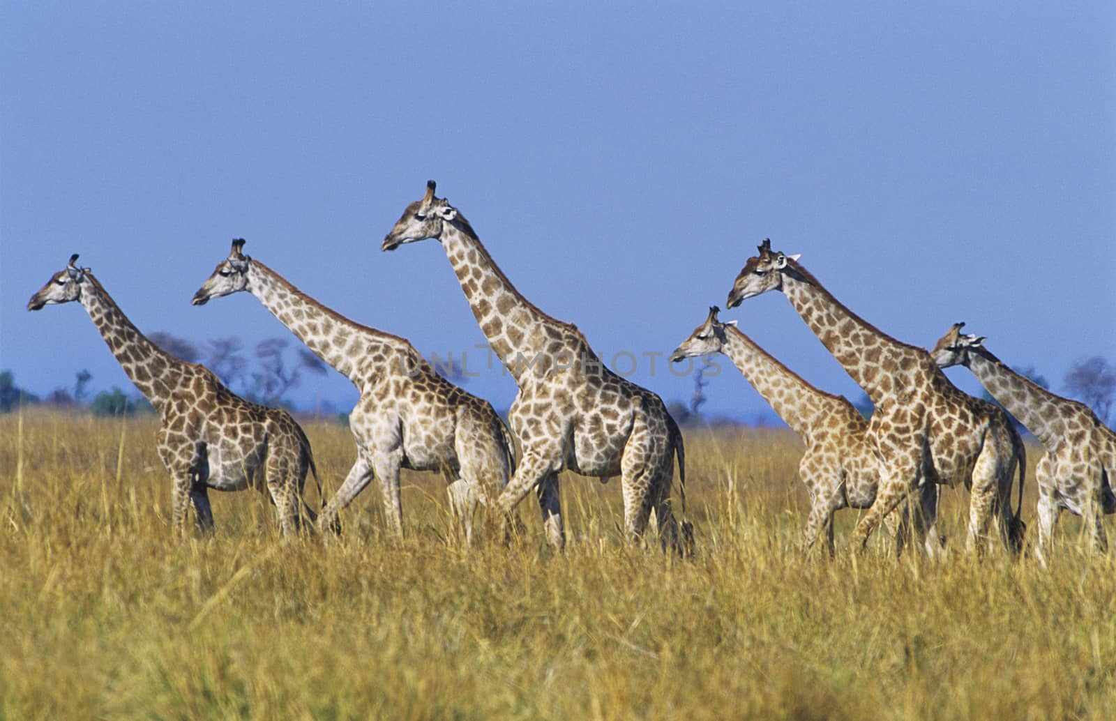 Group of maasai giraffes (giraffa camelopardalus) by Jaanaaa