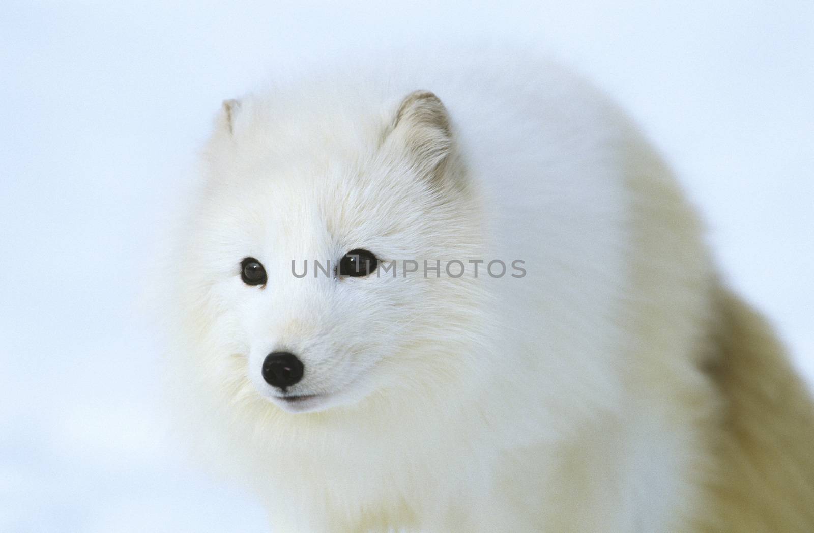 Arctic Fox in snow close-up by Jaanaaa