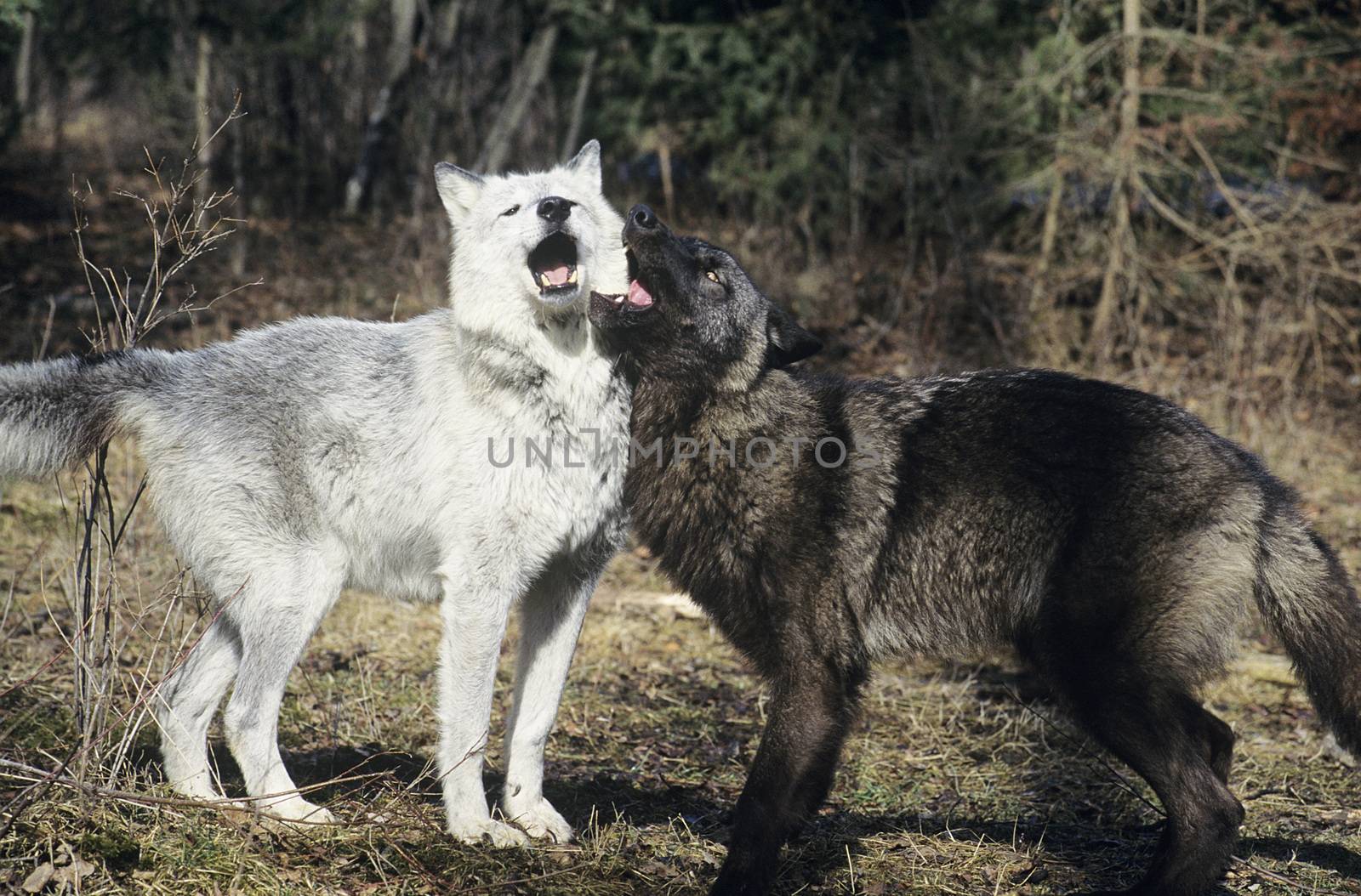 Two wolves playing near forest