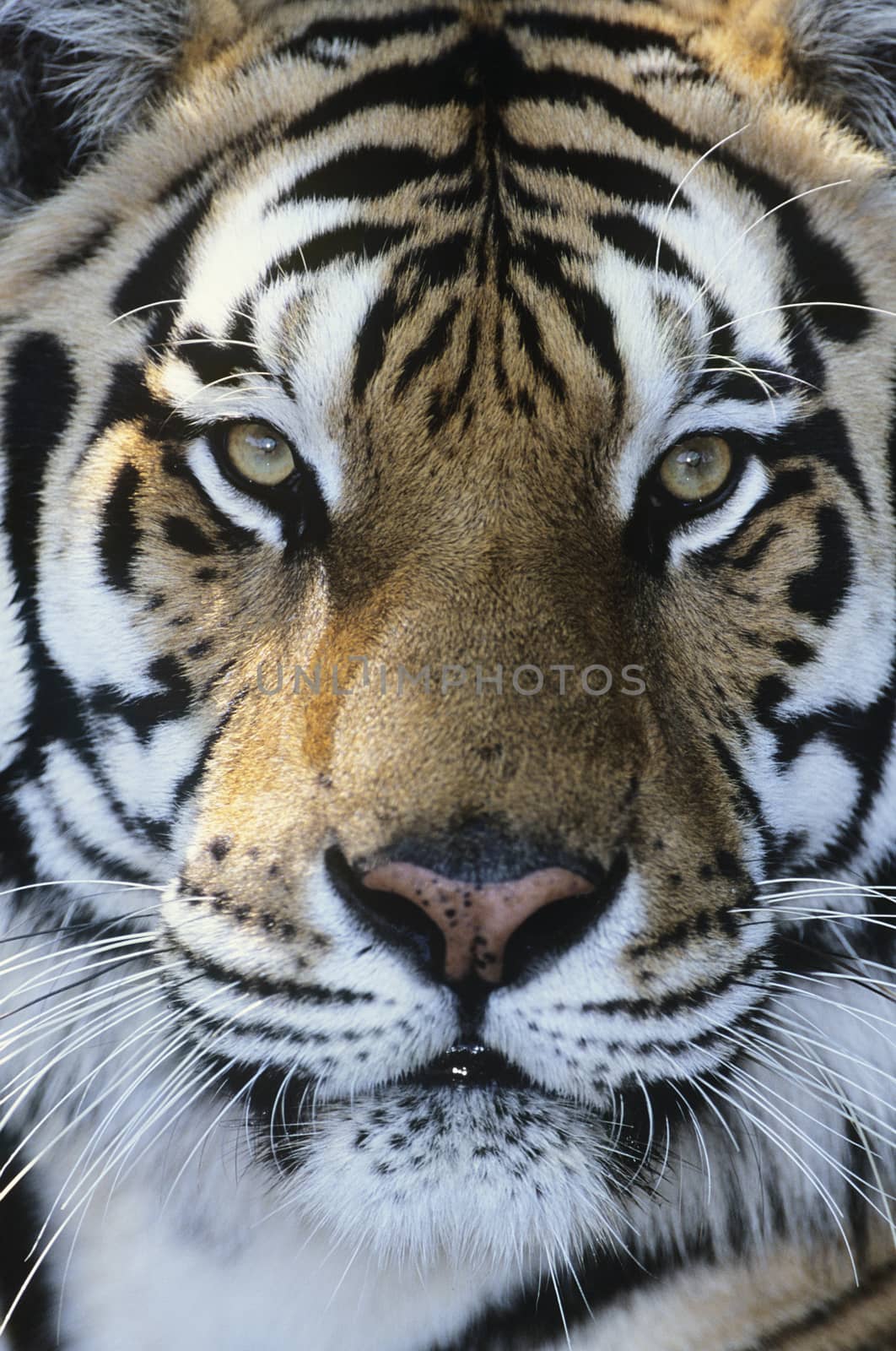 Tiger close-up of face by Jaanaaa