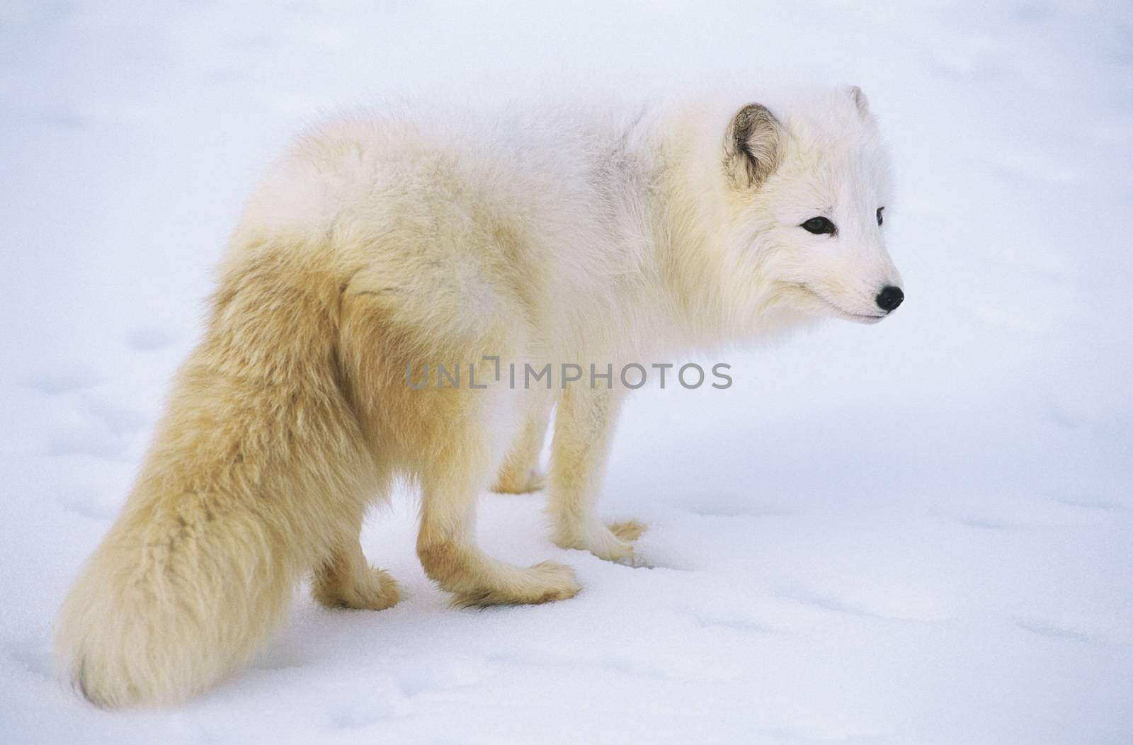 Arctic fox in snow by Jaanaaa