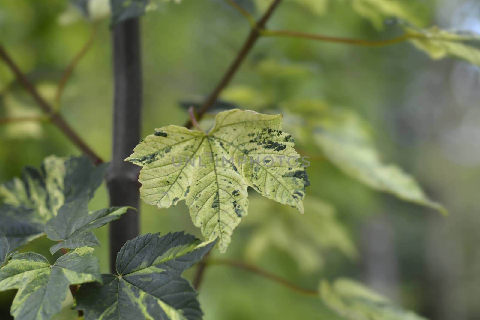 Sycamore Leopoldii leaves - Latin name - Acer pseudoplatanus Leopoldii