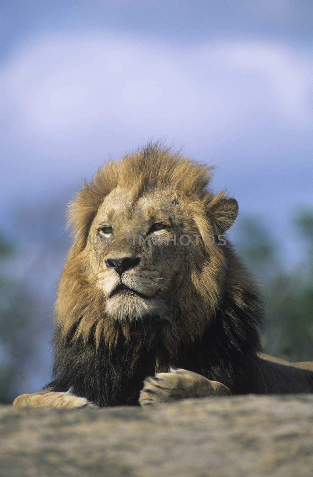 Lion resting by Jaanaaa