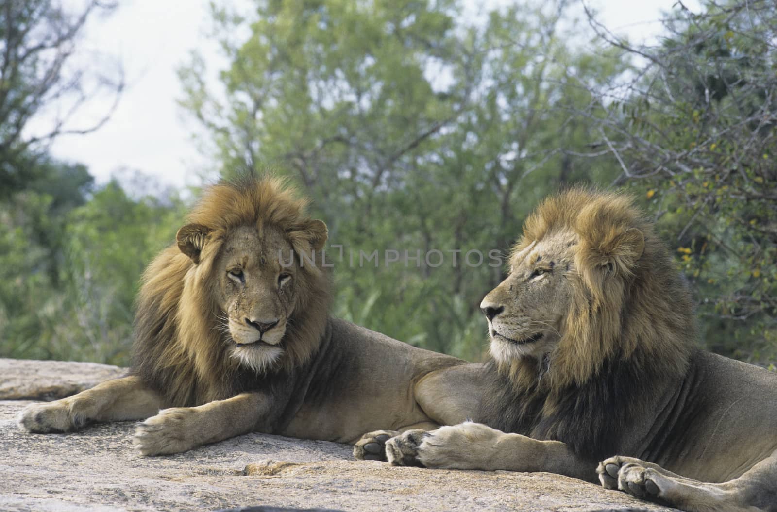 Two male lions lying on rock by Jaanaaa
