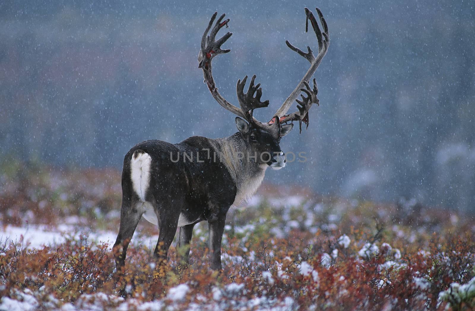 Deer in snow by Jaanaaa
