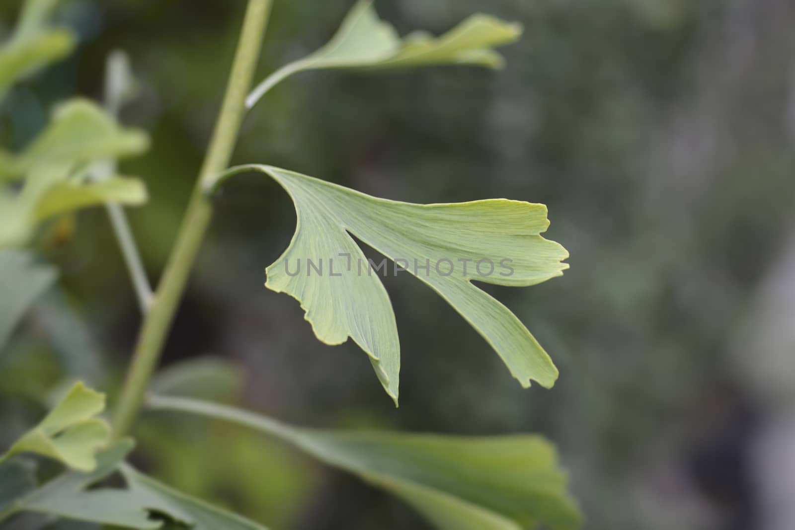 Ginkgo Fastigiata leaves by nahhan