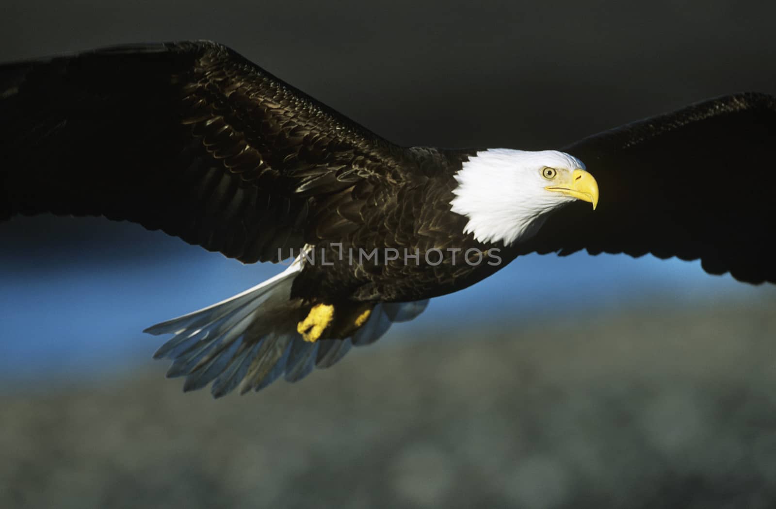 Bald eagle in flight by Jaanaaa
