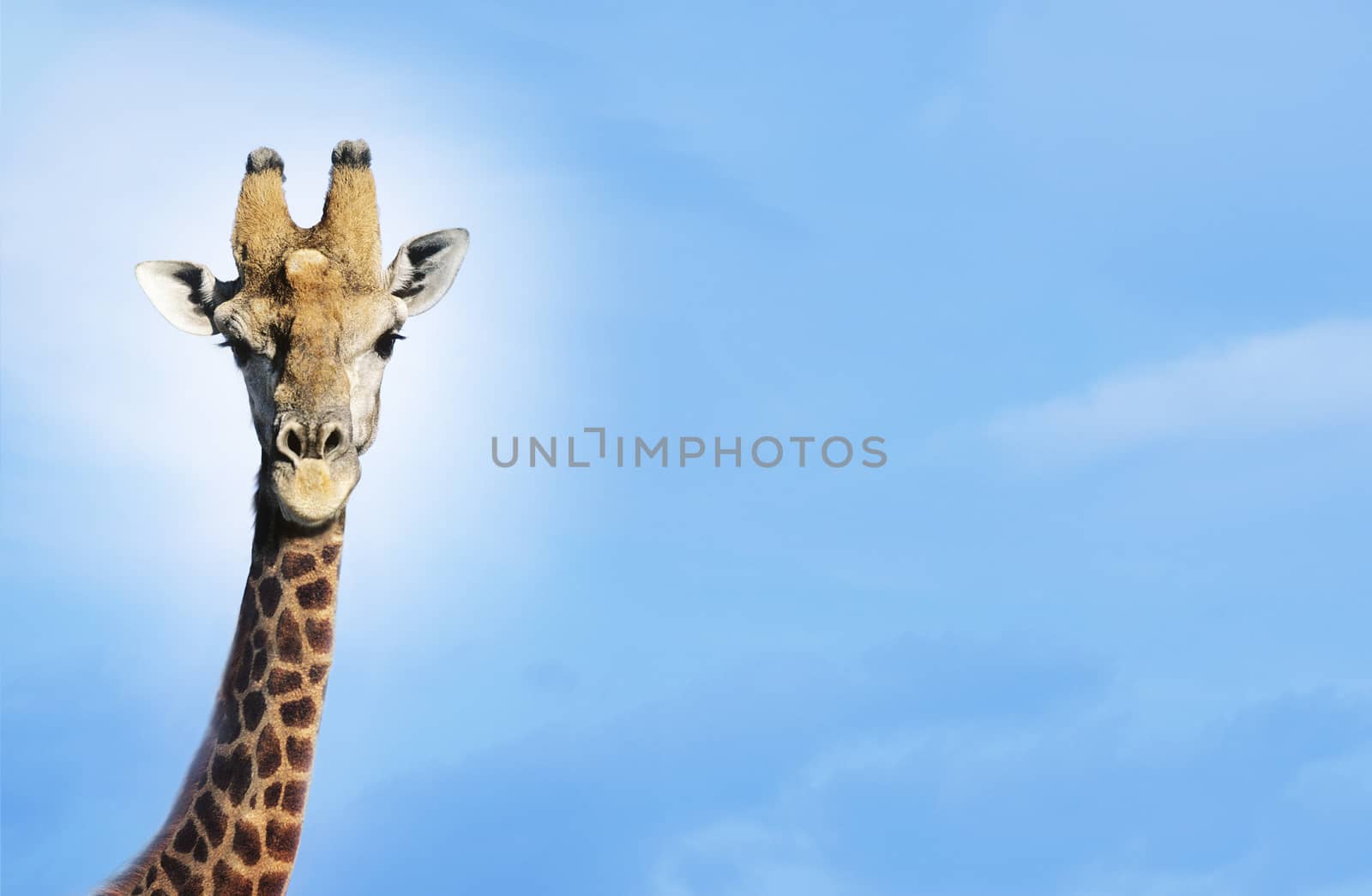 Maasai giraffe (giraffa camelopardalus) against blue sky by Jaanaaa