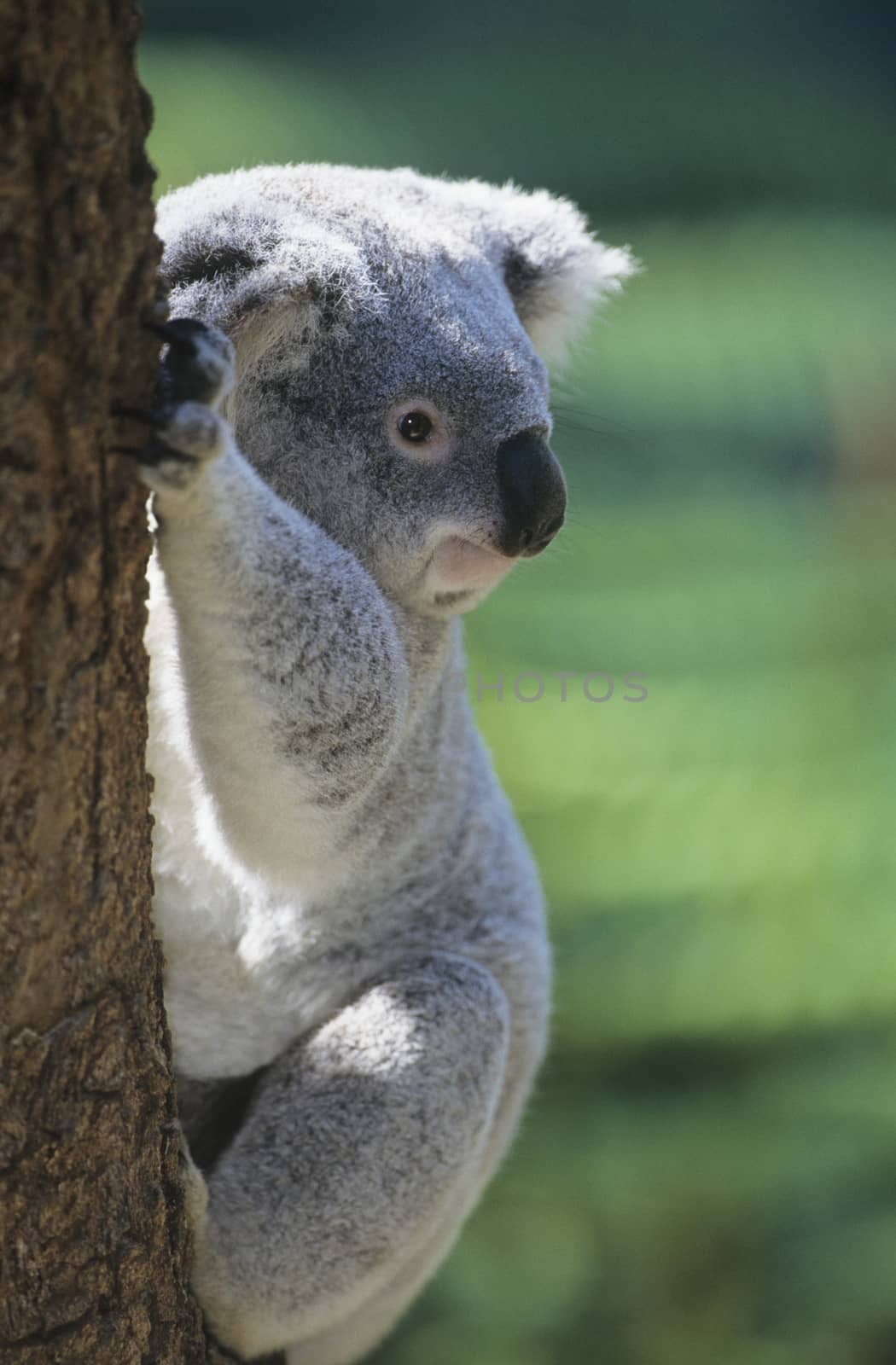 Koala climbing tree by Jaanaaa