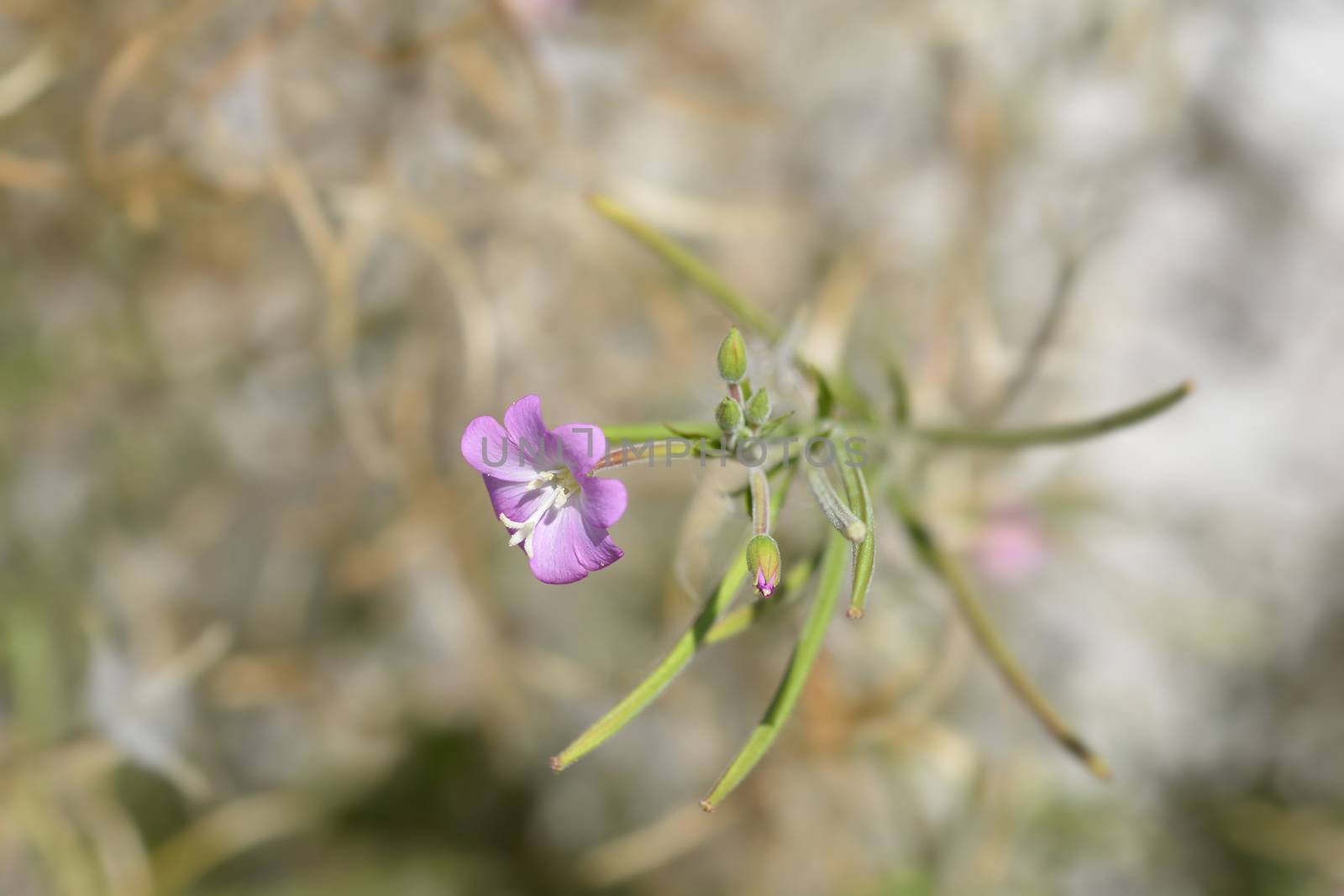 Great hairy willowherb pink flowers - Latin name - Epilobium hirsutum