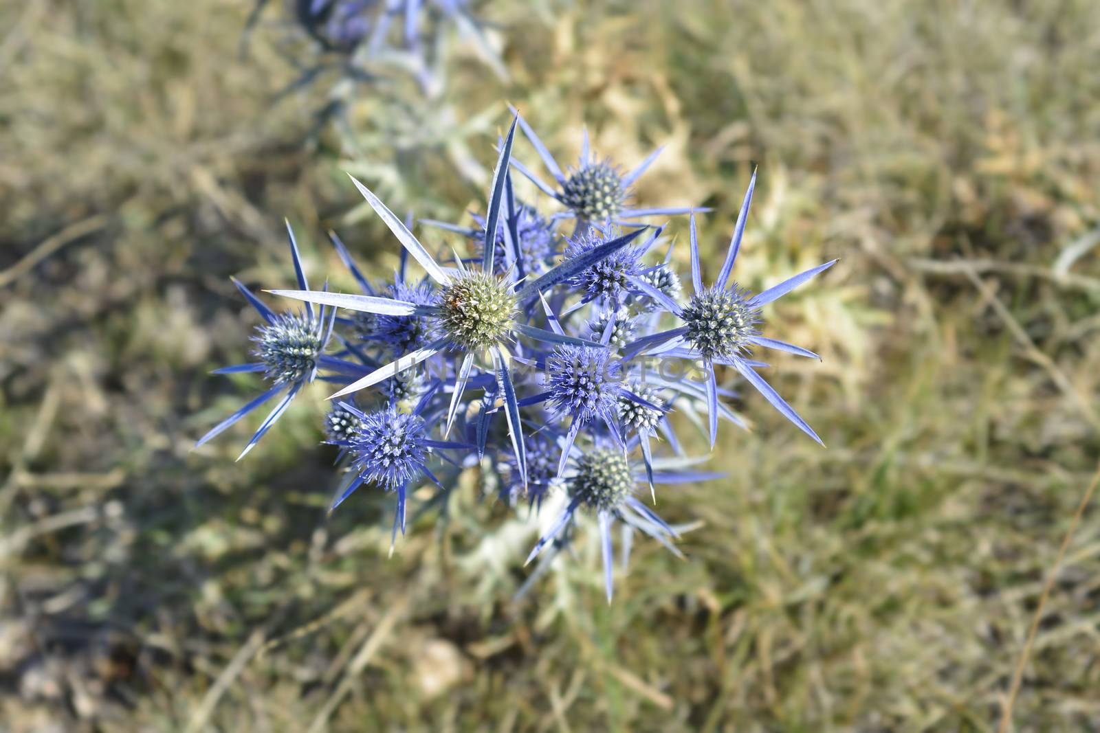 Amethyst eryngo - Latin name - Eryngium amethystinum