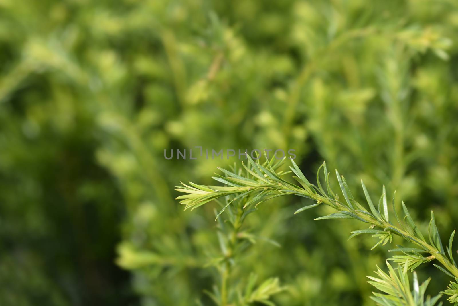 Groenland Yew - Latin name - Taxus * media Groenland